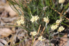 Conostylis aculeata aculeata