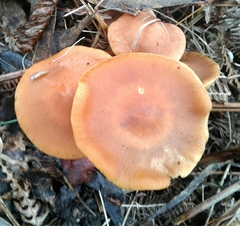 Cortinarius clelandii