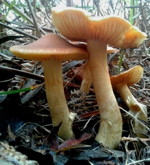 Cortinarius clelandii