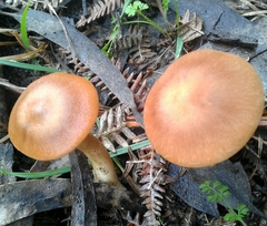 Cortinarius clelandii