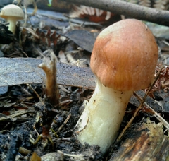 Cortinarius clelandii