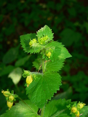 Scrophularia vernalis