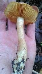 Cortinarius clelandii