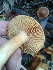 Cortinarius clelandii