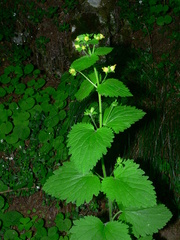 Scrophularia vernalis