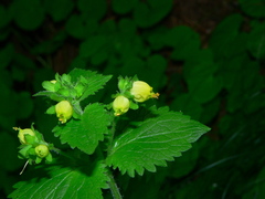 Scrophularia vernalis