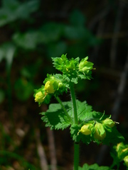 Scrophularia vernalis