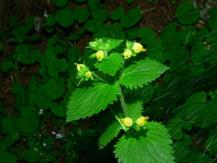 Scrophularia vernalis