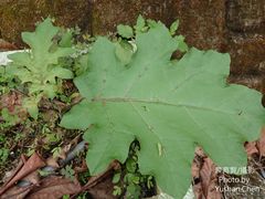 Solanum violaceum
