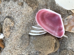 Eurytellina simulans