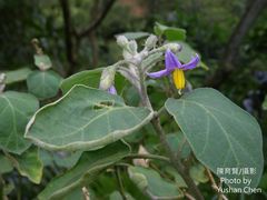 Solanum violaceum