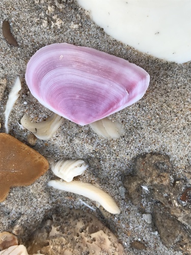 Eurytellina simulans