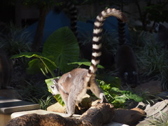 Lemur catta