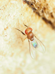 Chymomyza procnemoides