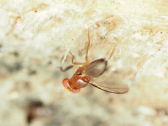 Chymomyza procnemoides