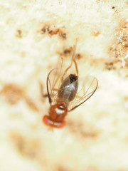 Chymomyza procnemoides