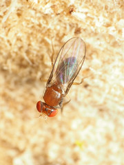 Chymomyza procnemoides