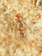 Chymomyza procnemoides