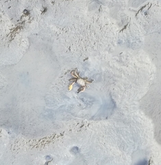 Macrophthalmus