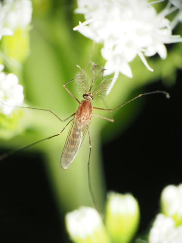 White-dotted Mosquito photo 3