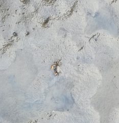 Macrophthalmus