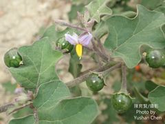 Solanum violaceum