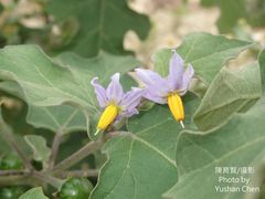 Solanum violaceum