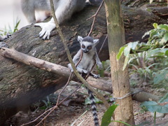 Lemur catta