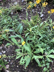 Asclepias curassavica