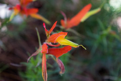 Castilleja linifolia