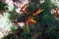 Castilleja linifolia