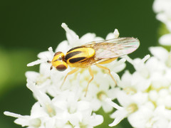 Chlorops sulphureus