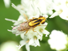Chlorops sulphureus