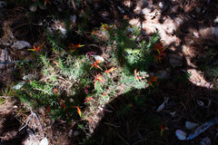 Castilleja linifolia