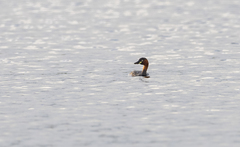 Tachybaptus ruficollis