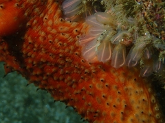 Apostichopus parvimensis