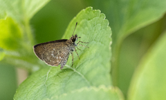 Aeromachus plumbeola