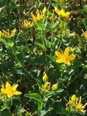 Hypericum ascyron pyramidatum