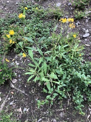 Asclepias curassavica