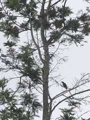 Psittacara mitratus