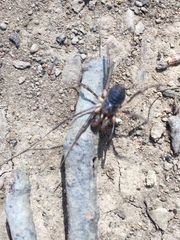 Protolophus singularis