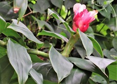 Costus atlanticus