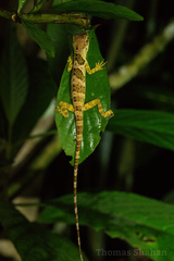 Anolis fraseri