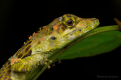 Anolis fraseri