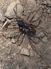 Protolophus singularis