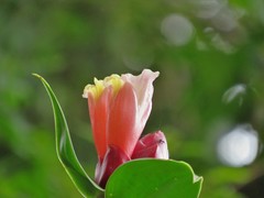 Costus atlanticus