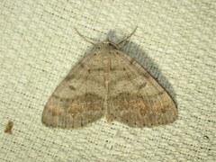 Macaria loricaria