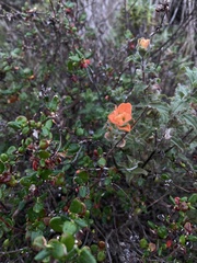 Castilleja latifolia