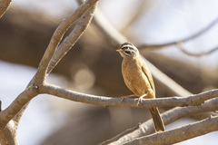 Emberiza goslingi