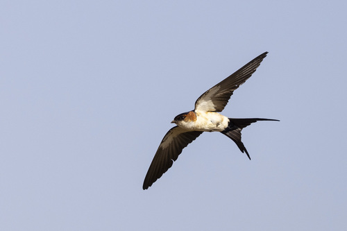 African red-rumped swallow